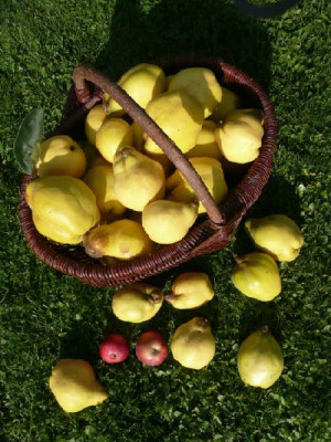 ernte_080928.jpg