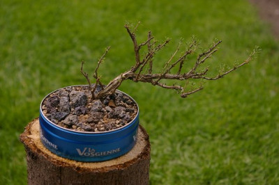 Bonsai_Thymus.jpg