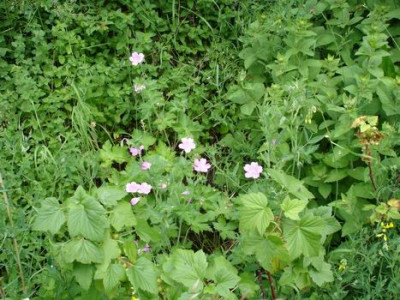 Groenanderung_DSC01273.JPG