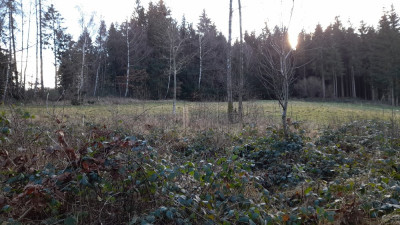 IMG-20250107-WA0012.jpeg