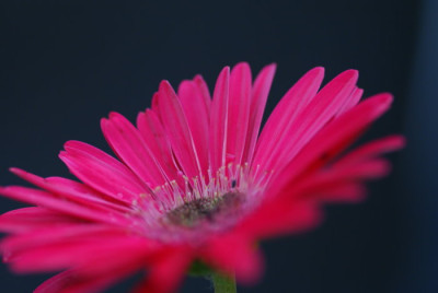 gerbera5.jpg