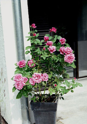 2004-16.08.04._Blue_Parfum-klein.jpg