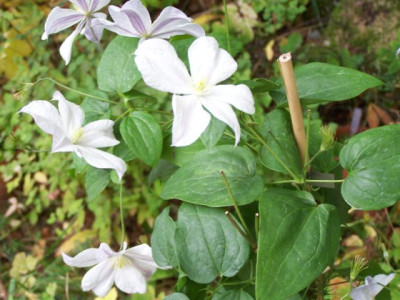100_1540_CLEMATIS_Dutch_Sky__640.jpg