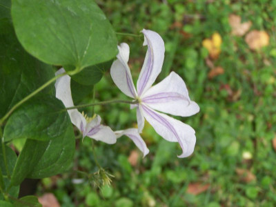 100_1541_CLEMATIS_Dutch_Sky_flower__800.jpg