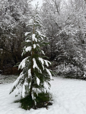 Sequoiadendron giganteum