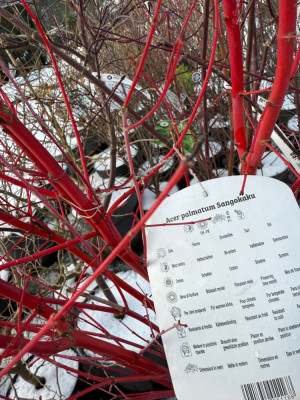 Acer palmatum Sangokaku