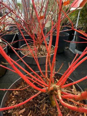 Anny's Winter Orange