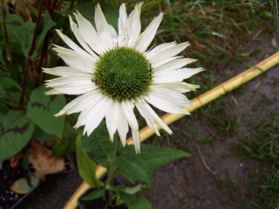100_1543_ECHINACEA_Virgin__640.jpg
