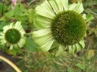 100_1544_ECHINACEA_Jade__640.jpg