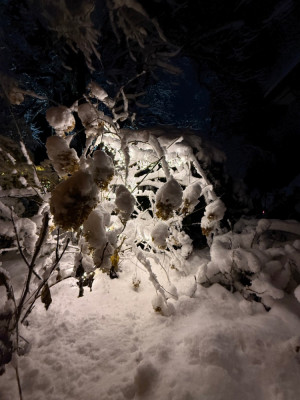 IMG_2447.jpeg