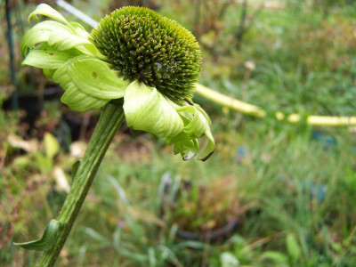 100_1545_Echinacea_Jade___800.jpg