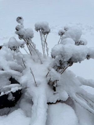 Lavender Bubbles ach starkem Schneefall im Januar