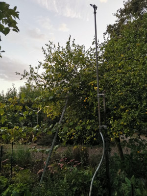 Überkronenregnergestänge.jpeg