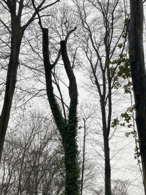 IMG_7819.jpeg