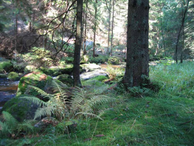 kampfarn3.jpg