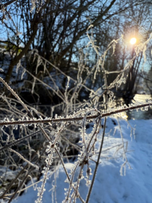 IMG_2723.jpeg