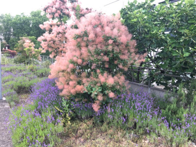 Cotinus_Lavendel.jpeg