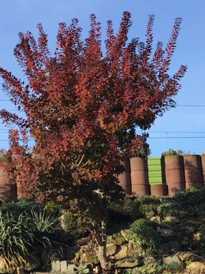 IMG_0663.jpeg
