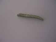 DSCN267-8.jpg
