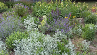 StachisSalvia.jpg