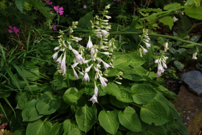 Hosta-Teaspoon.23-1.jpg