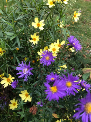 IMG_5244.jpeg