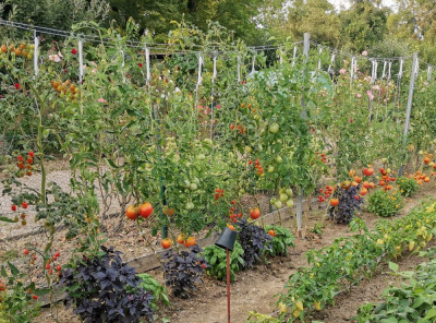 Tomate Amish paste 20240803.jpeg