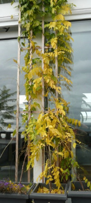 wisteriakinder.jpg