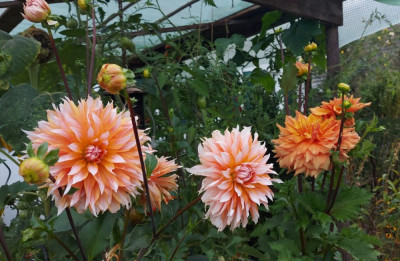 202309 Tomatenhaus-Dahlien.jpg