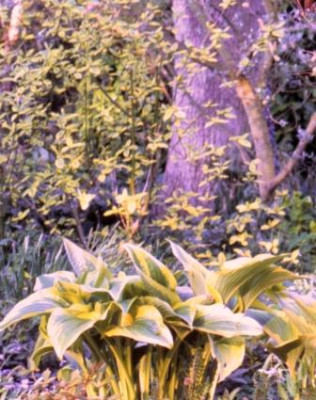 Cornus_alba_Spathii_und_Hosta_Aureomarginata.jpg