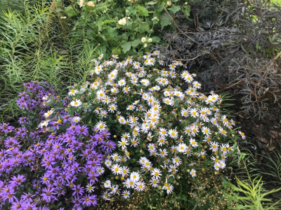 IMG_7915.jpeg
