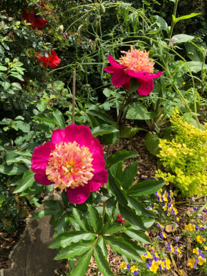 IMG_4077.jpeg
