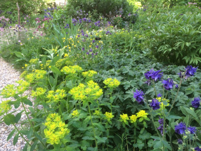 Euphorbia poly Aquilegia (3).jpg