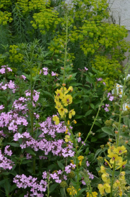 Verbascum_nigrum.22-1.jpg