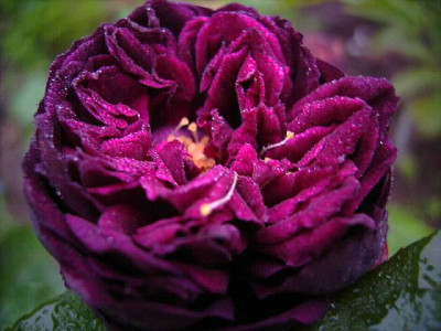 falsche_Violette_Boyet.JPG