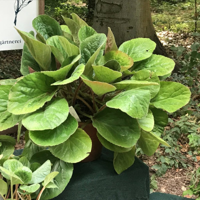 Bergenia cilata (2).JPG