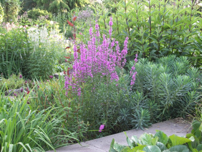 Lythrum salicaria Dropmore purple.JPG