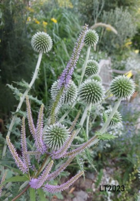 Echinops sphaeroc 2023-08_03.jpg