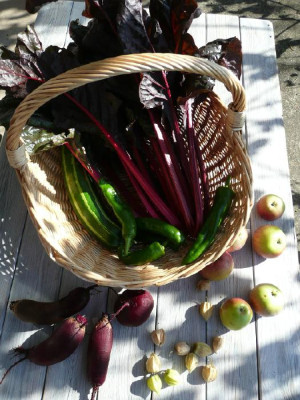 ernte_081002.jpg