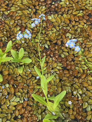 Salvinia natans Myos. pal..JPG