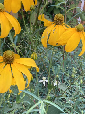 Rudbeckia nitida x Clem. flamm (7).JPG