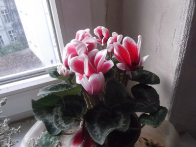 23f.JPG