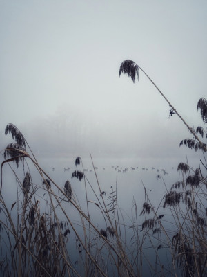 IMG_3685.jpeg