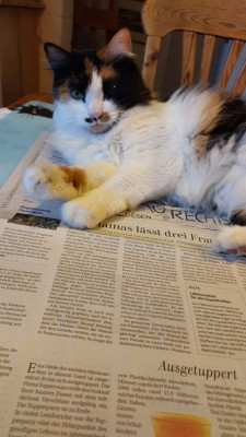 Wieder nix mit Zeitung