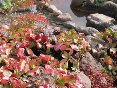 Berberis aristata.JPG