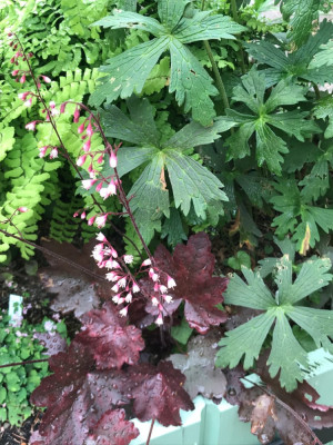 Heuchera ´PP´.JPG