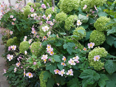 2022-08 Annabelle Anemone.jpg