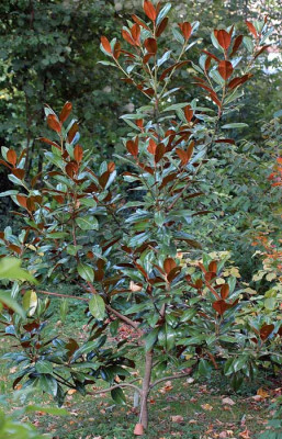 Magnolia_grandiflora_Russet.jpg
