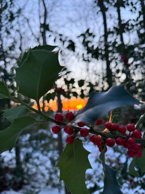 Ilex
