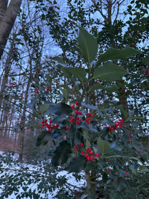 Ilex